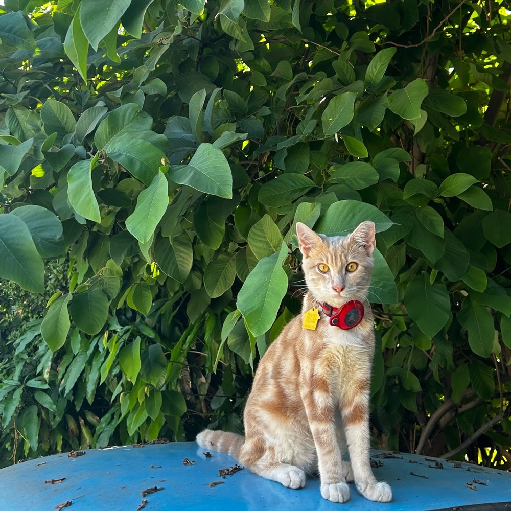 Meet your Posher, Dulce